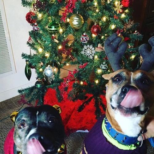 Chelsey Cubbage reindeer dogs