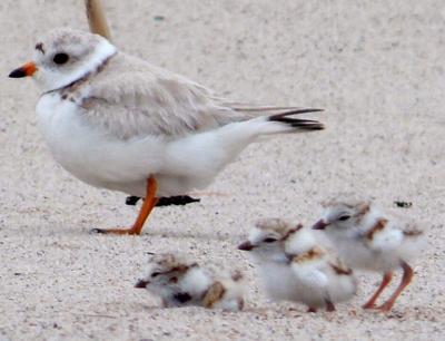 Piping plovers
