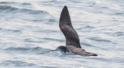 Streaked Shearwater