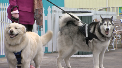boardwalking pets.png
