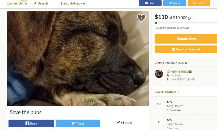 Updated: 5 Puppies Die From Parvovirus After Mega Adoption Event in Harrington