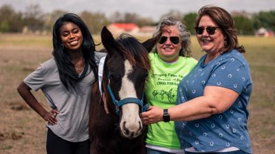 HORSES-6