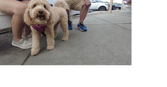 Dogs Could Be Coming to Rehoboth Beaches and Boardwalks Next Summer - Vimarsana News