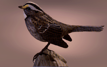 White-Throated Sparrow 1984