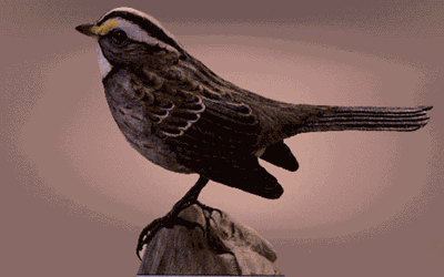 White-Throated Sparrow 1984
