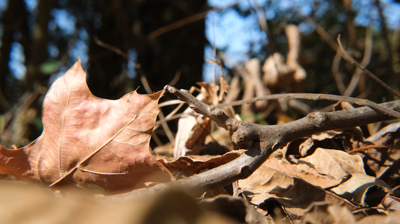 Dry Leaves