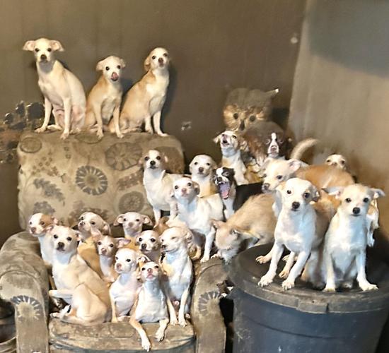 Dogs rescued from Felton Home
