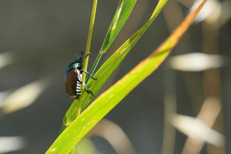 Italy Vineyards Japanese Beetles