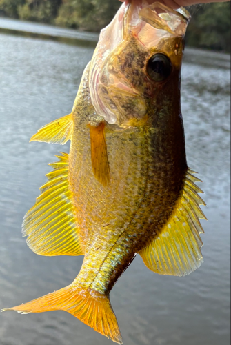 Golden Crappie