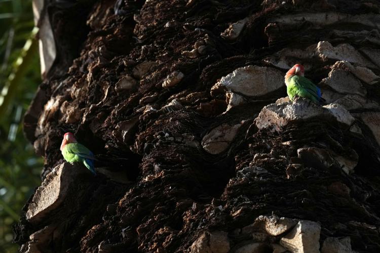 Valentine's Day Lovebirds