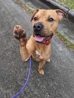 PUP 2