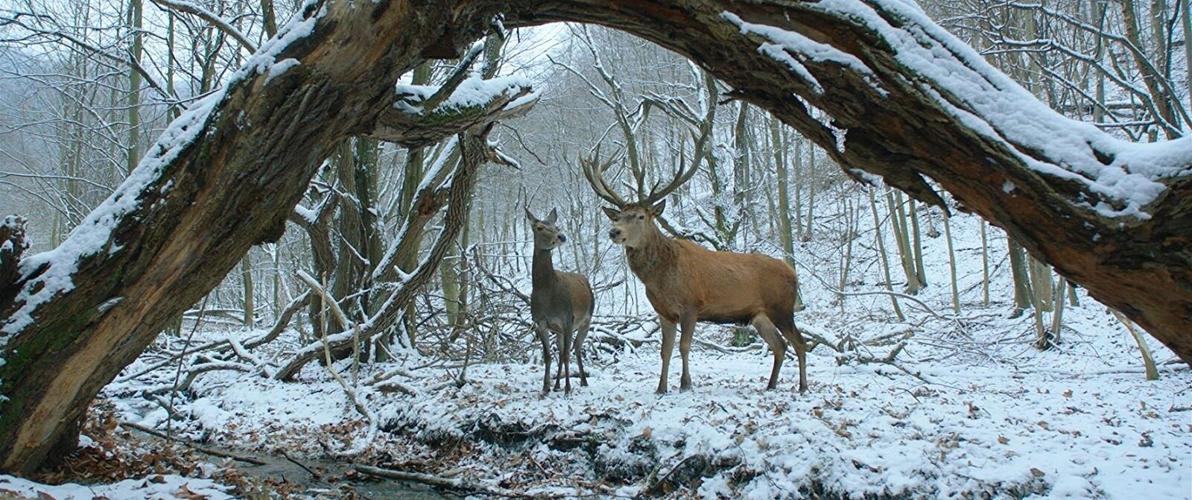 Movie Review – On Body and Soul (Oscar Nominee)