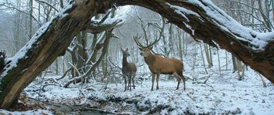 Movie Review – On Body and Soul (Oscar Nominee)