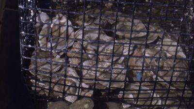 Oyster Prices Drop, Watermen Take a Hit, Offer Solution
