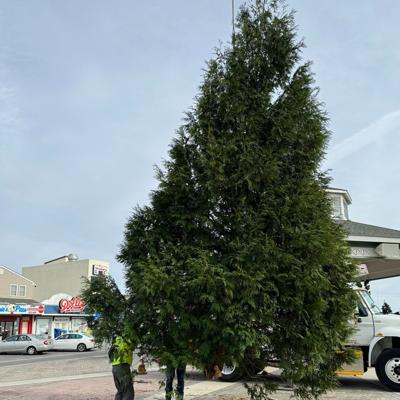 Rehoboth Beach Christmas Tree