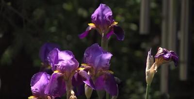 Paid Content by Lewes Chamber of Commerce   Lewes Garden Tour   YouTube