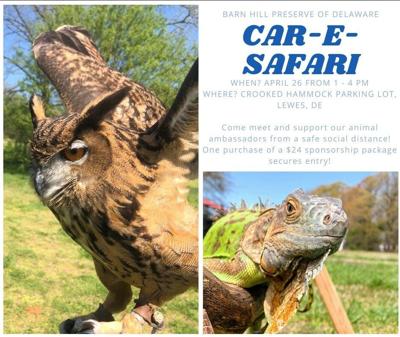 Car-E-Safari Coming to Crooked Hammock