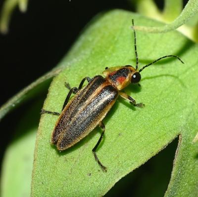 Bethany Beach Firefly