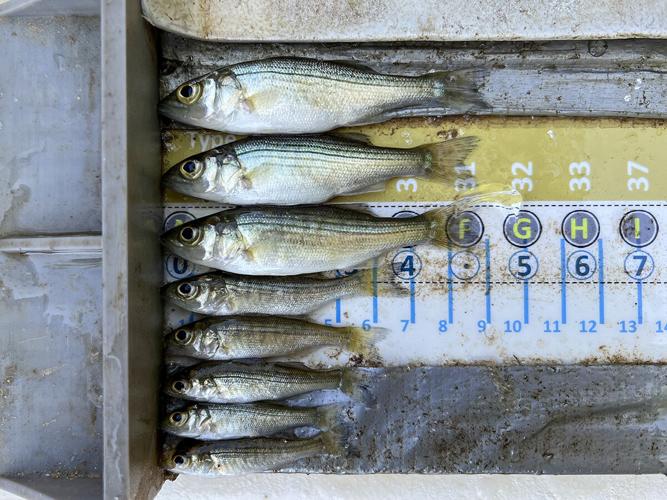 Juvenile Striped Bass