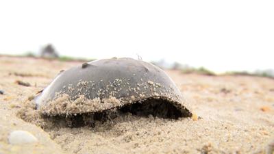 Horseshoe Crabs