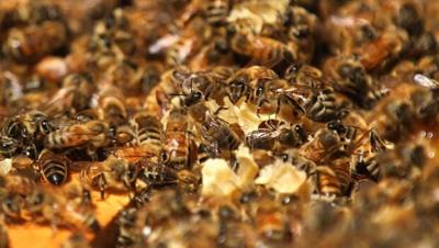 Bees Swarm After Truck Overturns in Delaware
