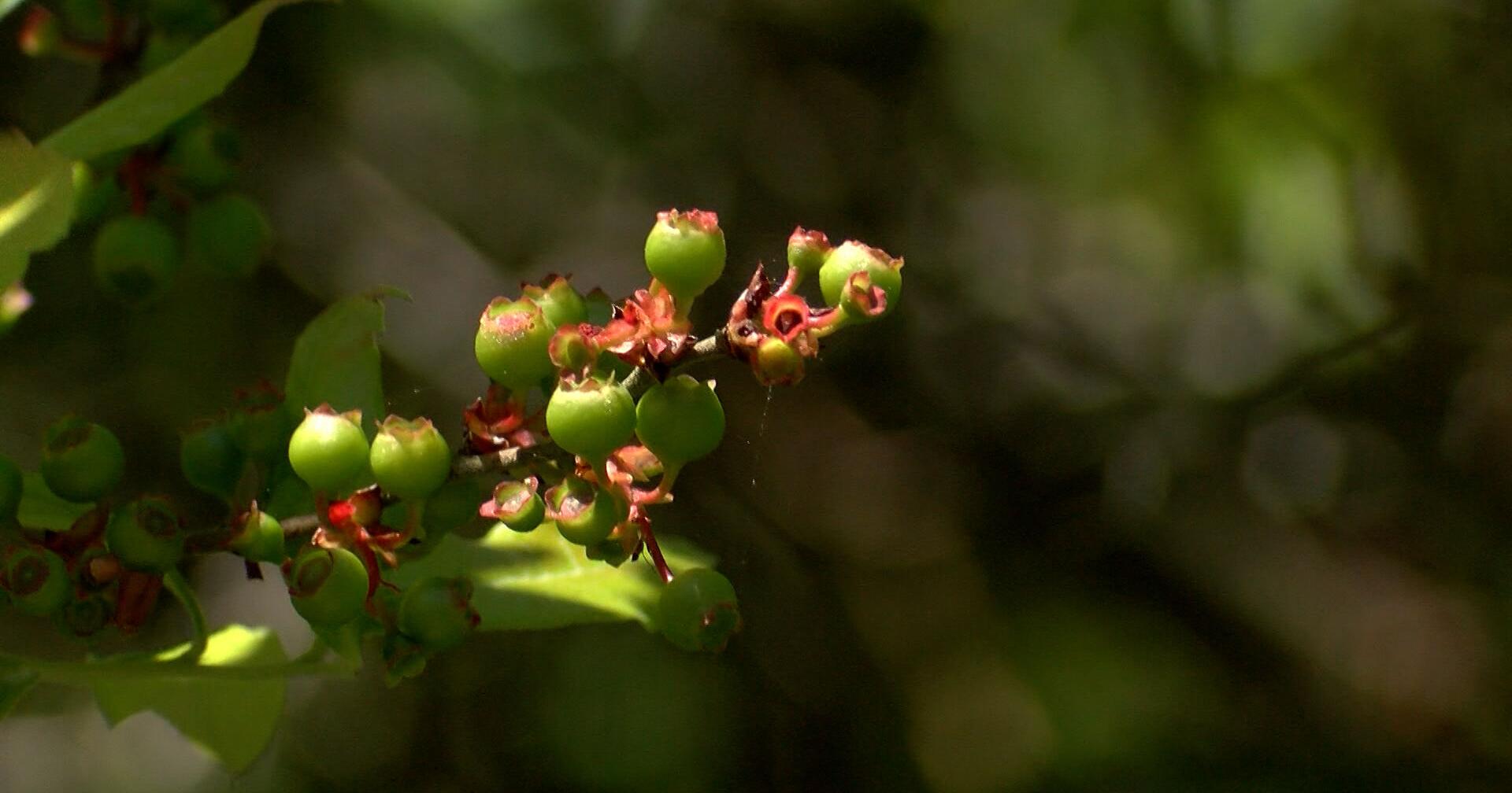 Fresh Berries Freshen Up Hikes on Assateague - Vimarsana News
