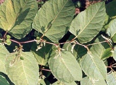 Wicomico Works to Remove Invasive Plant at Leonard’s Mill Park