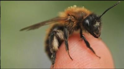 Pots for Pollinators Event Helps Delmarva's Busy Bees