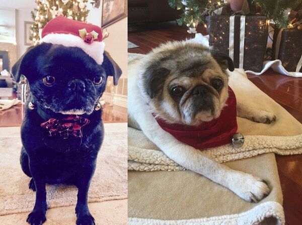 Eddie and Ollie dogs, Diane Steinman Lewes