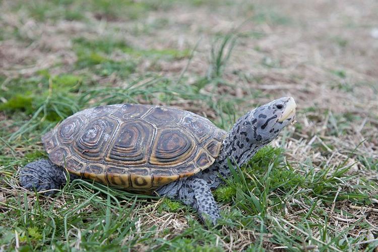 DIAMONDBACK-TERRAPIN
