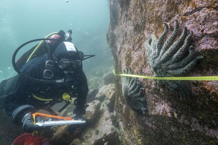 Sea Star Disease