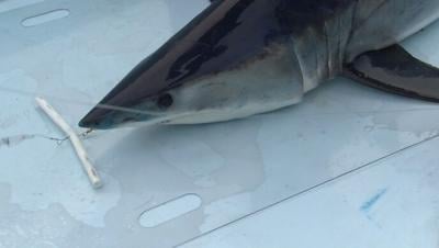 mako shark