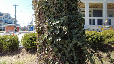 English Ivy