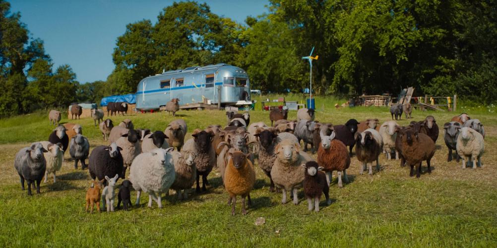 The Sheep Detective6