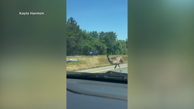 Emu on the lose in Salisbury