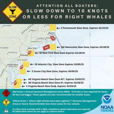 RIGHT WHALE SLOW ZONE.jpg