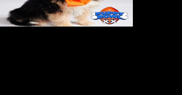 Dog Rescued From Lewes Home Headed to Puppy Bowl - Vimarsana News
