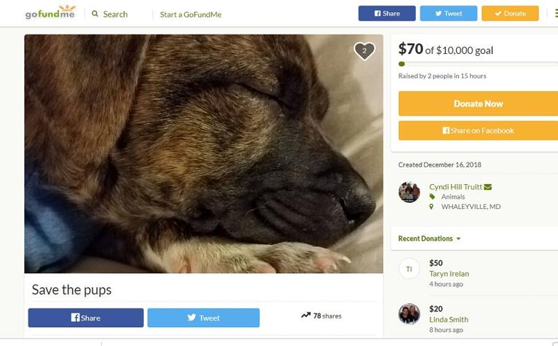 Updated: 5 Puppies Die From Parvovirus After Mega Adoption Event in Harrington