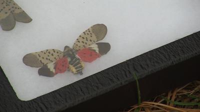 Invasive Spotted Lanternfly Headed Toward Maryland