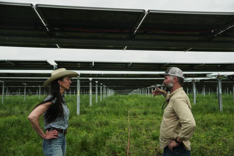 Climate Solar Farm Cattle