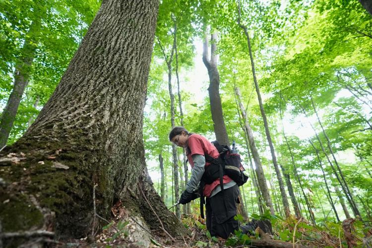 Bringing Back The Elm