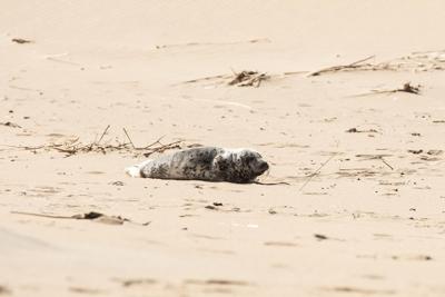 Seal Pup Bethany Beach