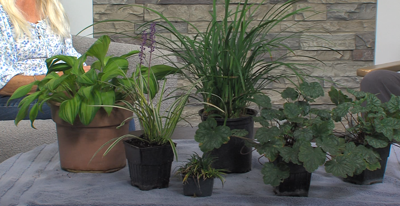 shadyplants.PNG