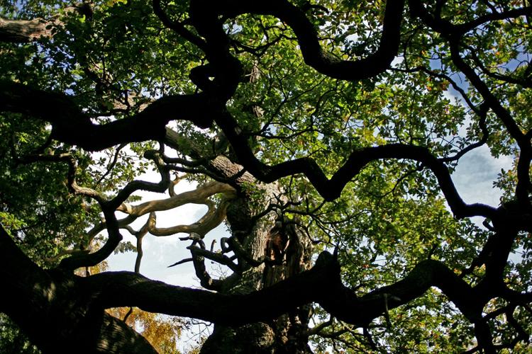 Britain Robin Hood Oak Tree