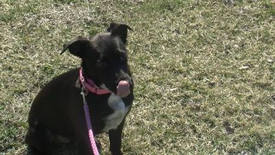 28 Dogs Saved From Kill Shelters in Georgia