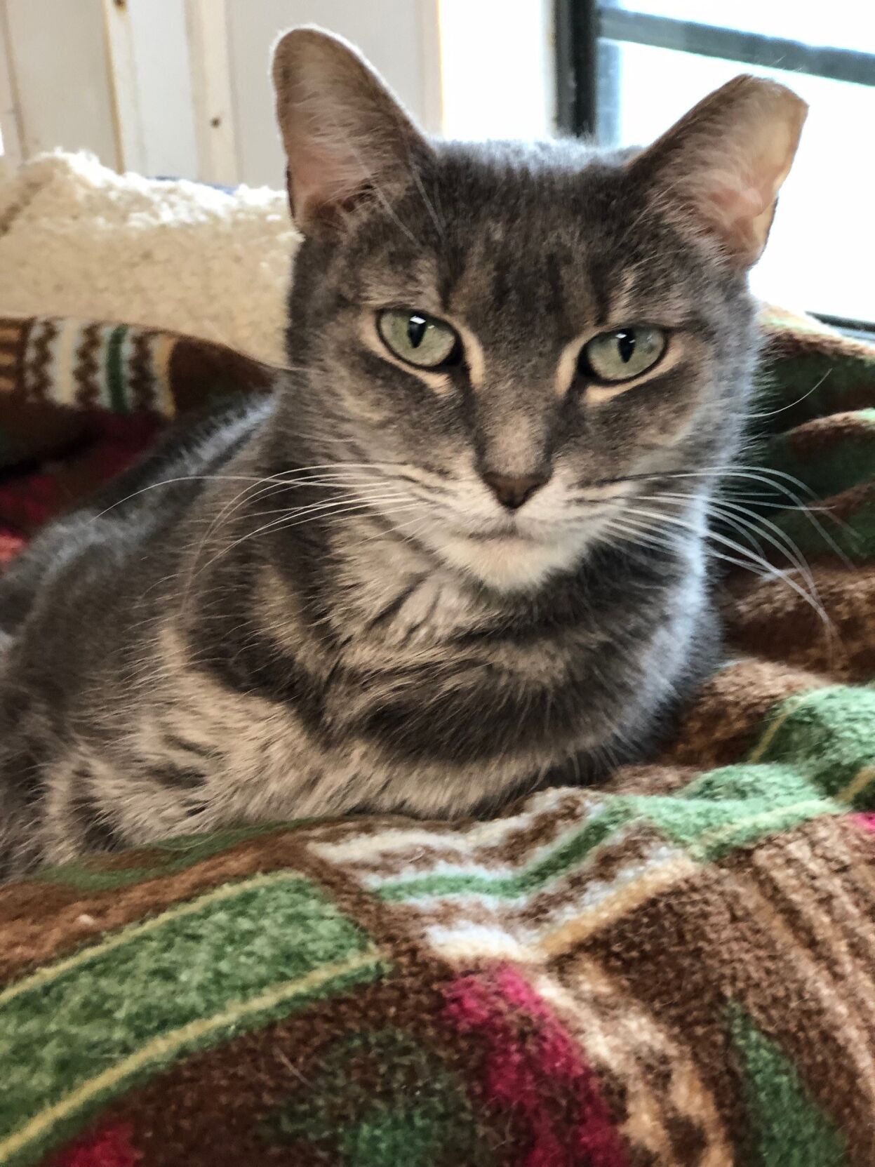 Rosie-2