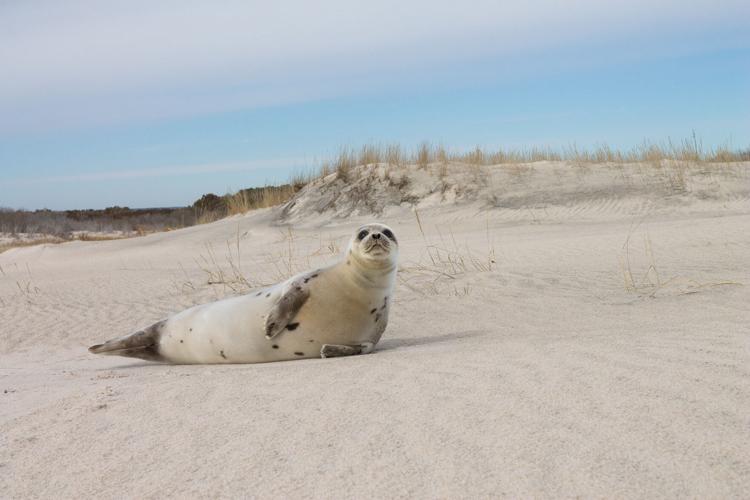 harpseal_assateague_markhendricks