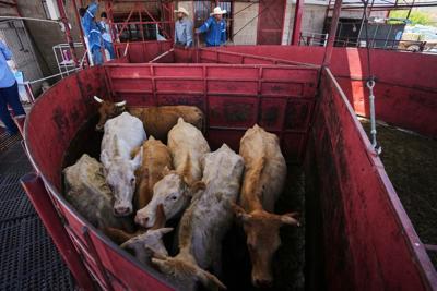 Mexico’s ranchers look north to the US as screwworm ban nears end, in photos