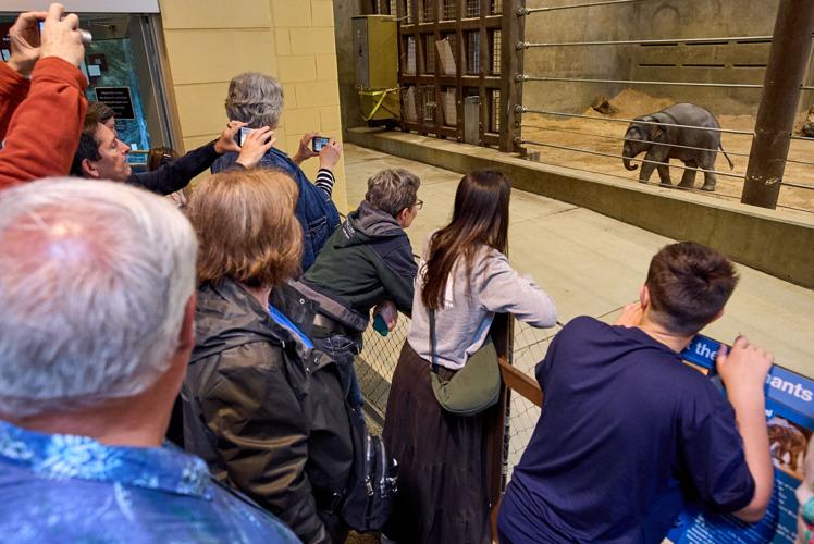 APTOPIX National Zoo Elephant Calf