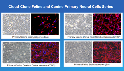 Kingdom of Companion Animal Primary Cells: How Cloud-Clone Reshapes the Global Landscape of Pet Health Research